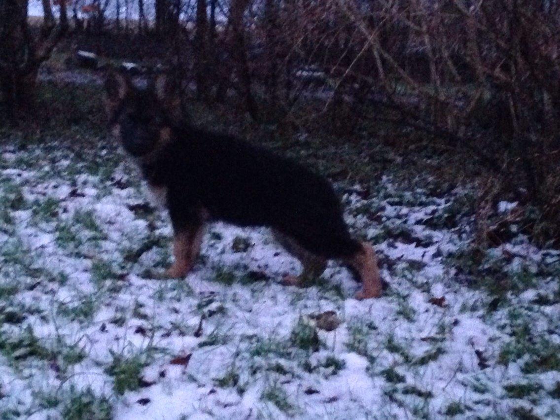 Schæferhund Nikita billede 33