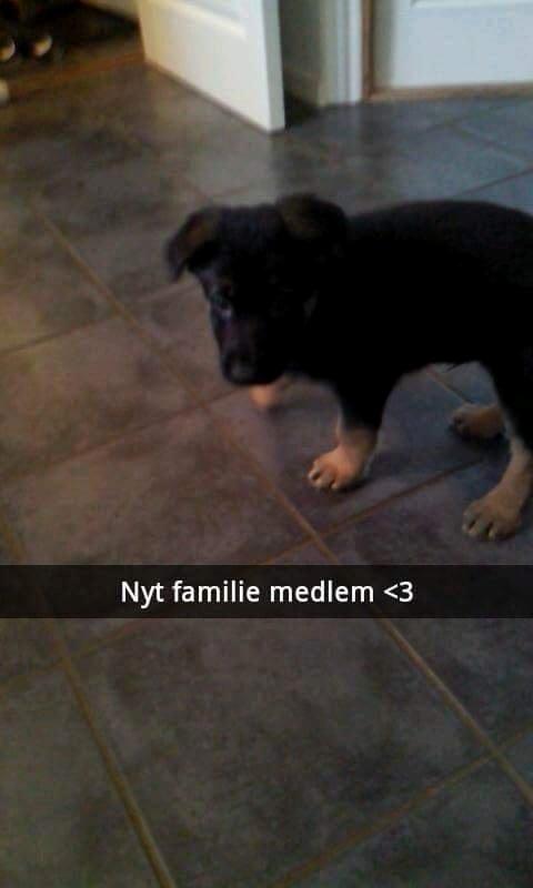 Schæferhund Xam udtales Sam billede 1