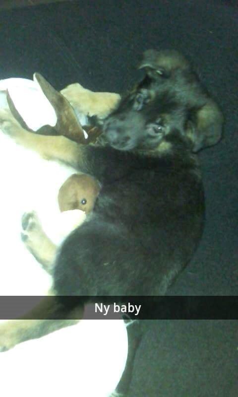 Schæferhund Xam udtales Sam billede 3