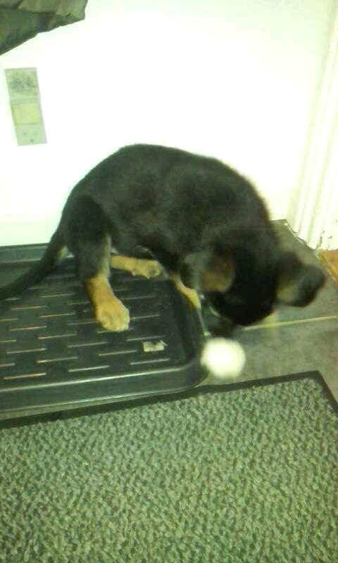 Schæferhund Xam udtales Sam billede 5