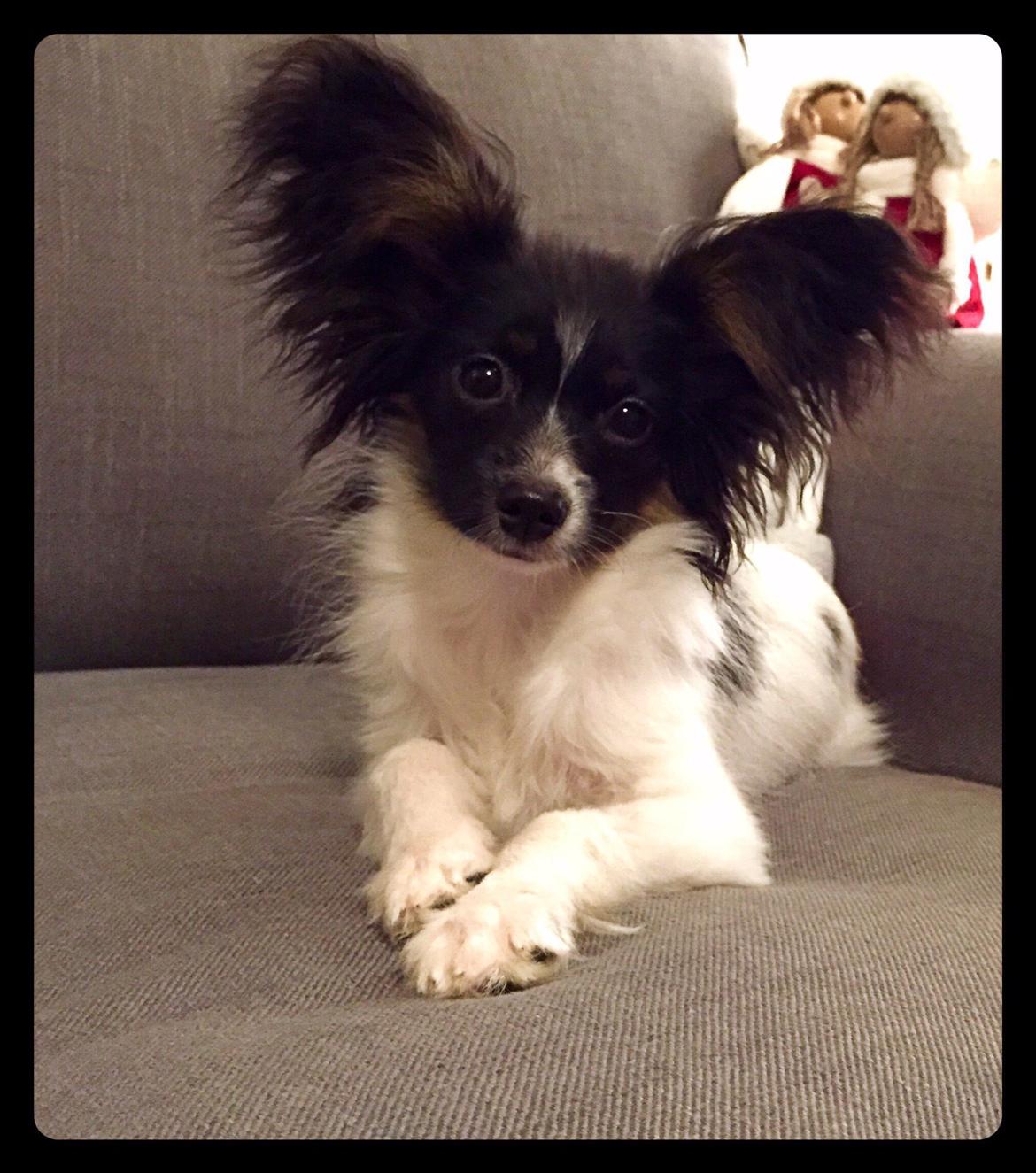 Papillon Luna billede 7