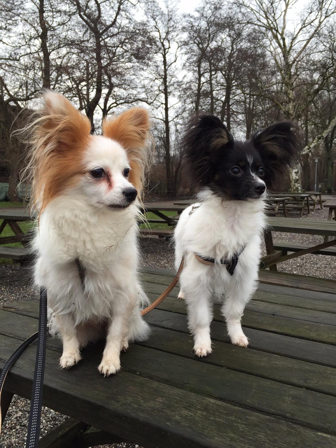 Papillon Luna billede 8