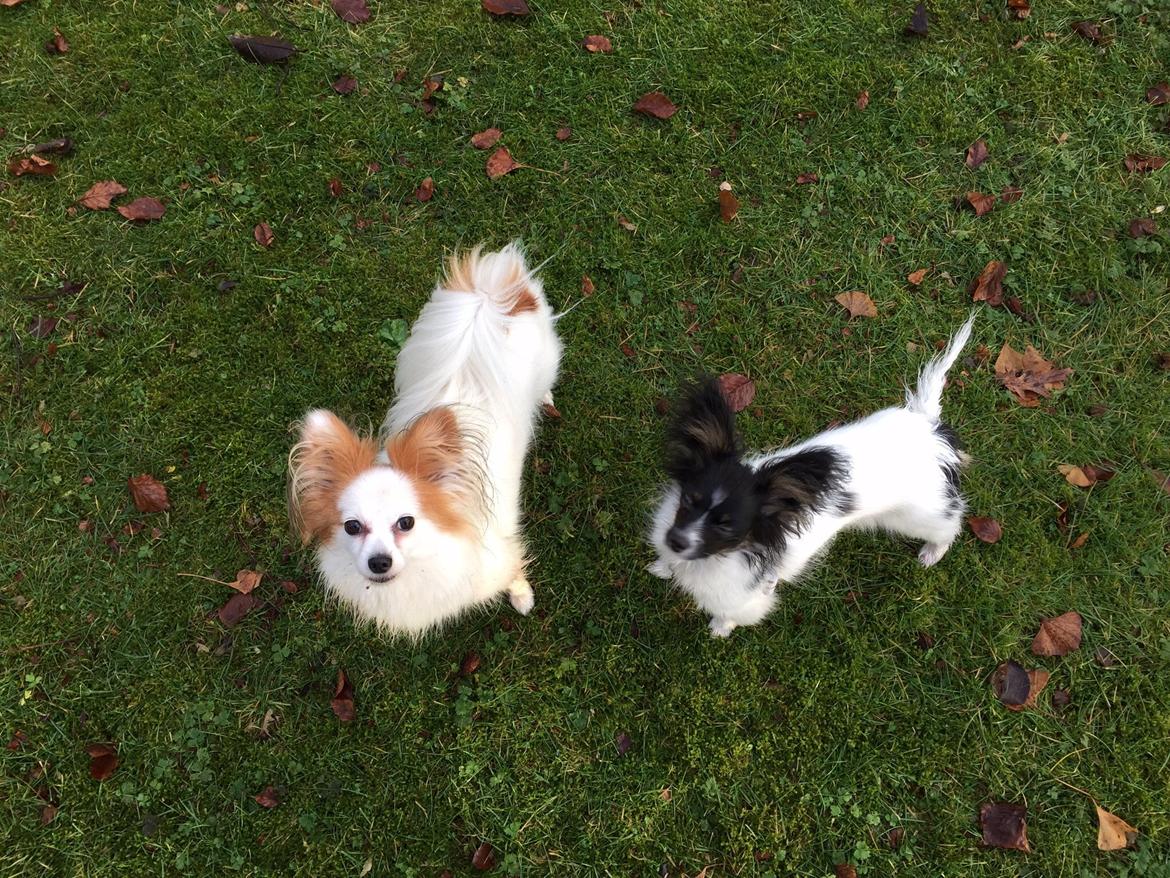 Papillon Luna billede 9