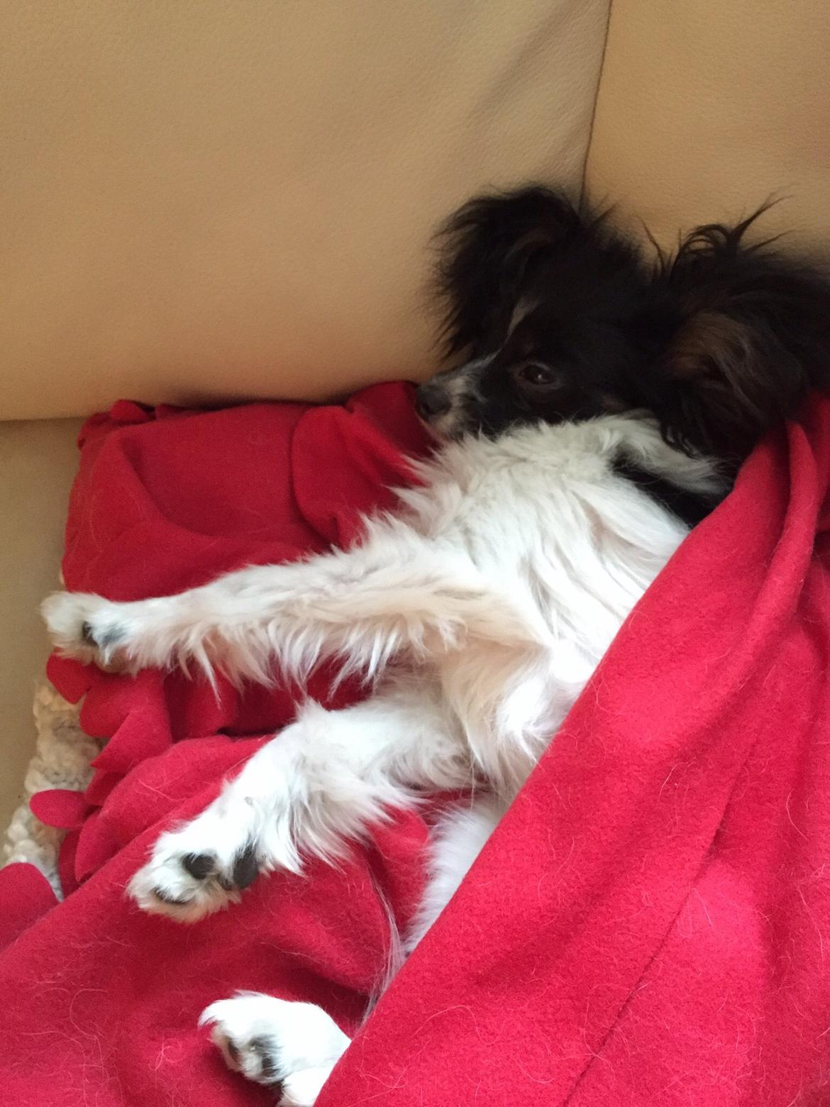 Papillon Luna billede 10