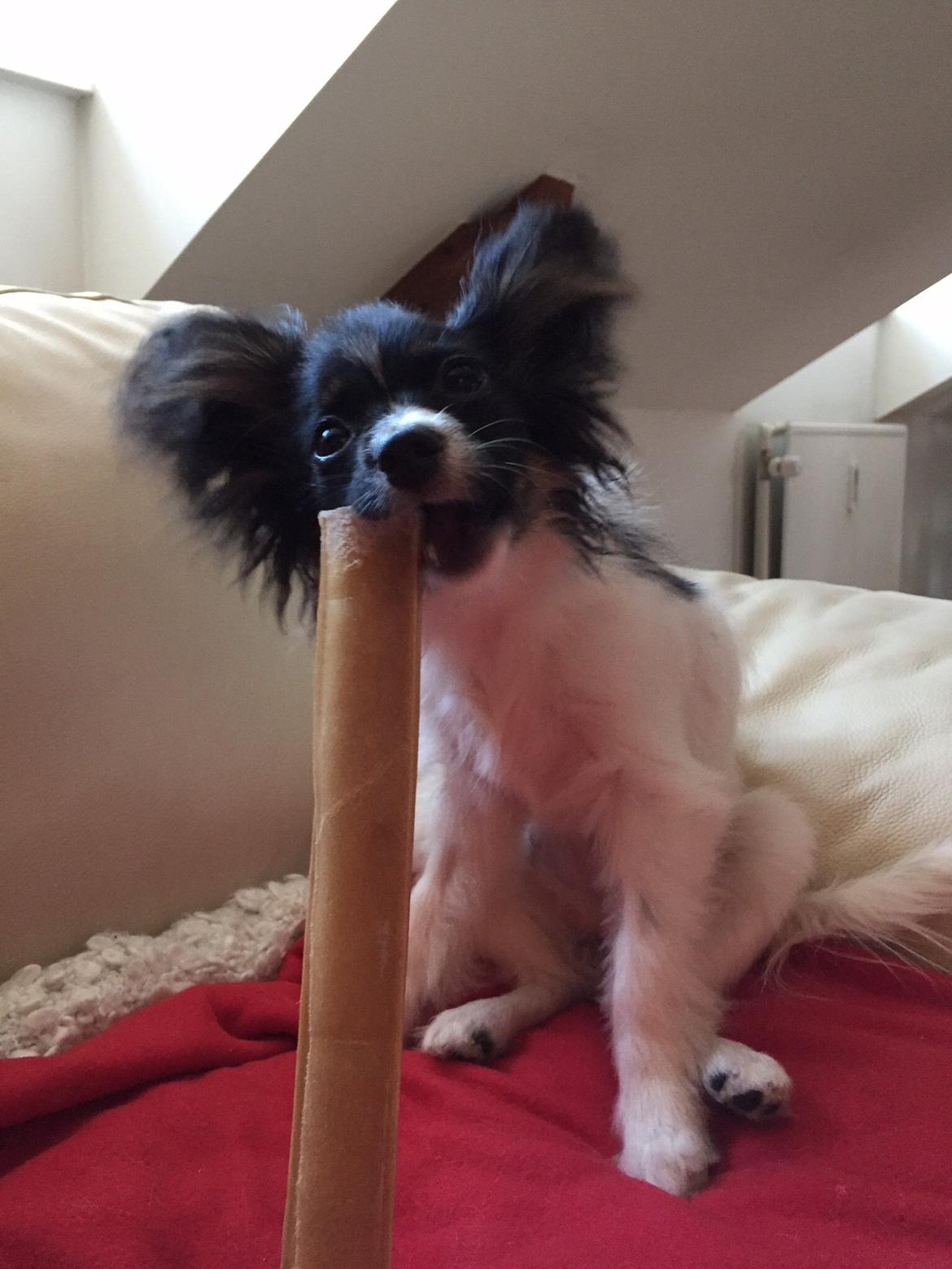 Papillon Luna billede 11