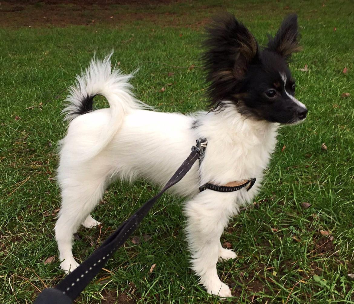 Papillon Luna billede 12