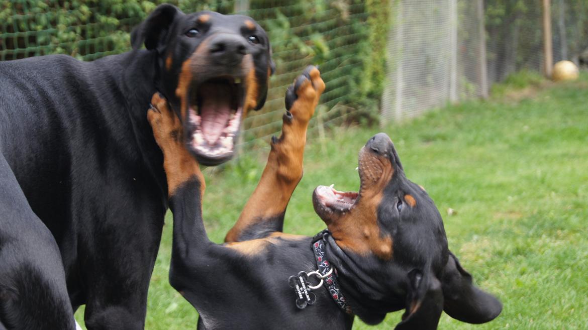 Dobermann MALKIN billede 17