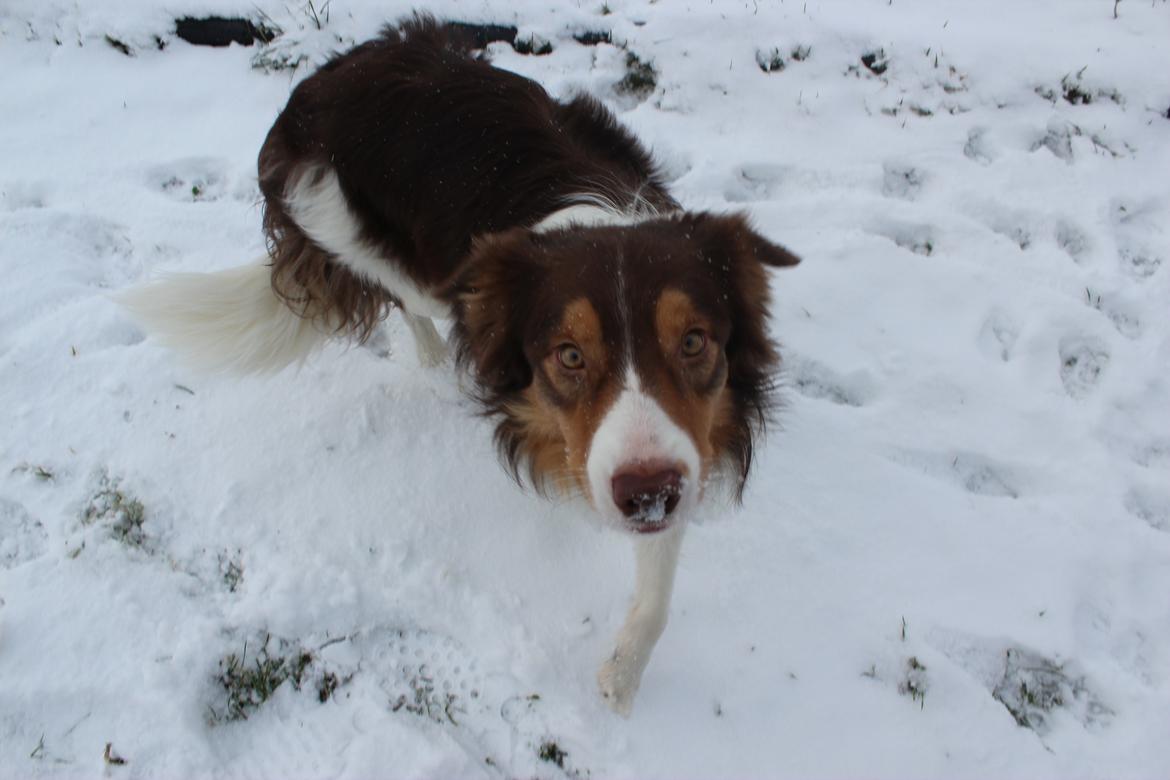 Border collie Max [himmelhund] billede 29