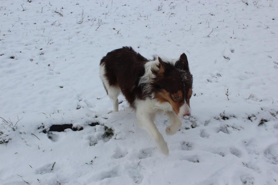 Border collie Max [himmelhund] billede 30