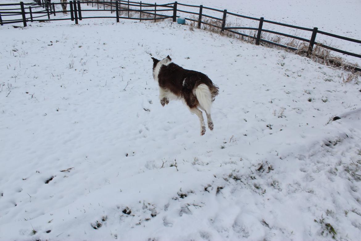 Border collie Max [himmelhund] billede 31