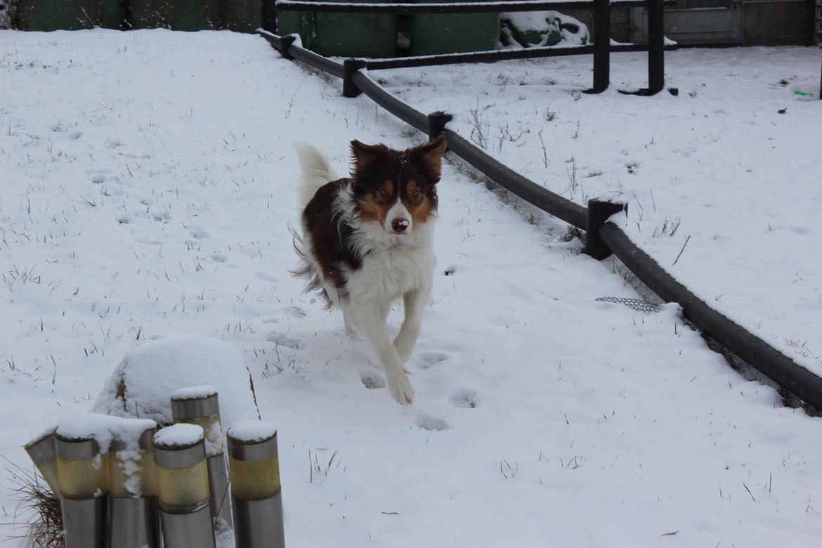 Border collie Max [himmelhund] billede 32