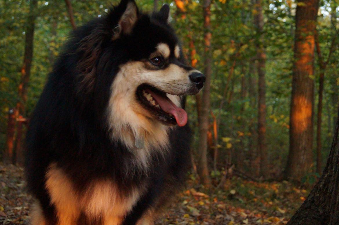 Finsk lapphund Happy Lapp Cosmo - Kenzo billede 5