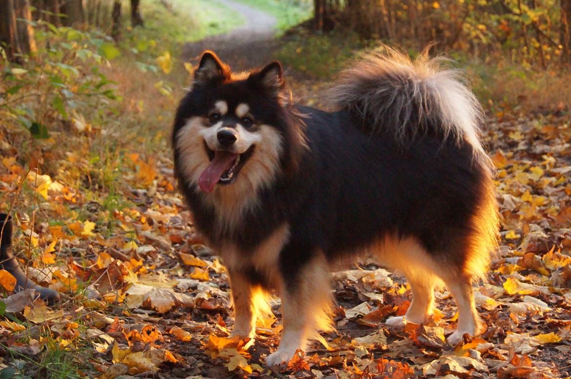 Finsk lapphund Happy Lapp Cosmo - Kenzo billede 6