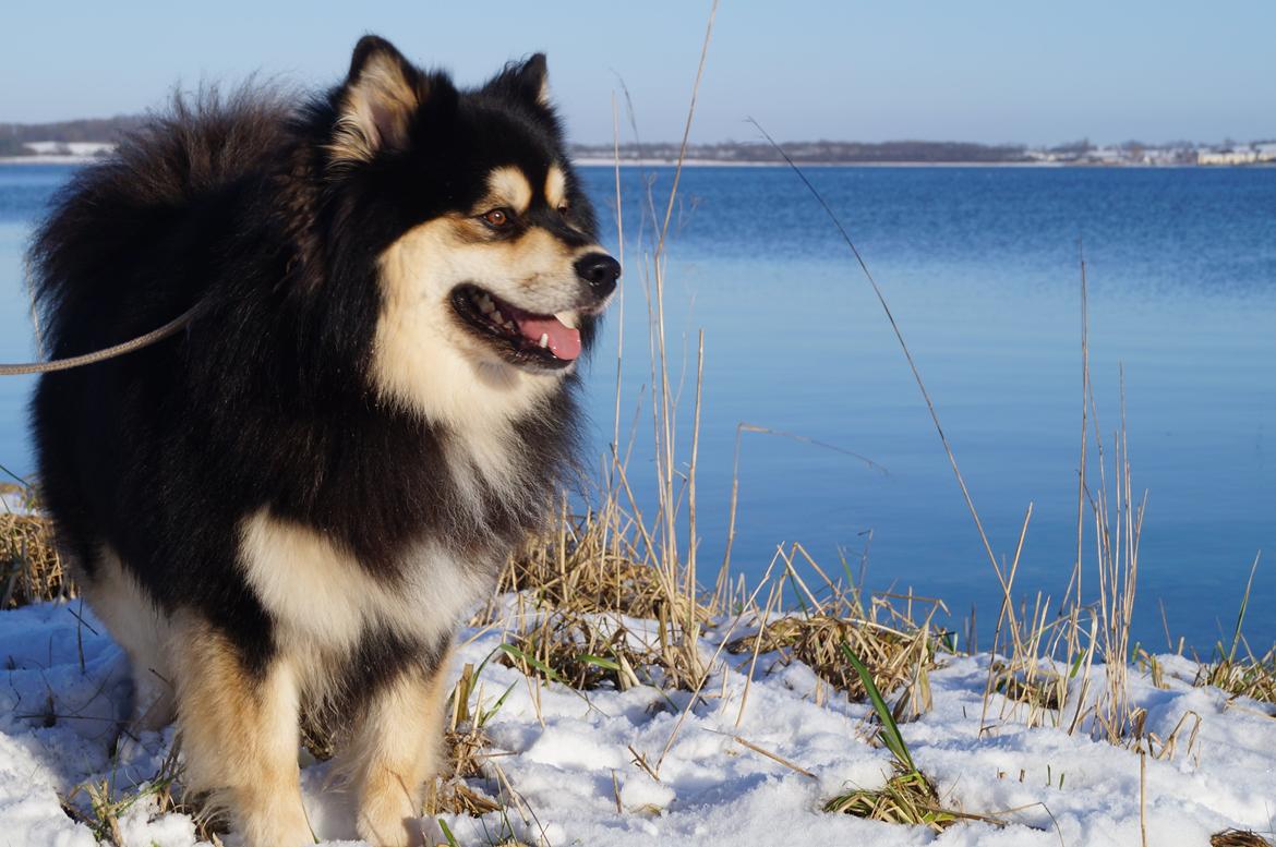 Finsk lapphund Happy Lapp Cosmo - Kenzo billede 1