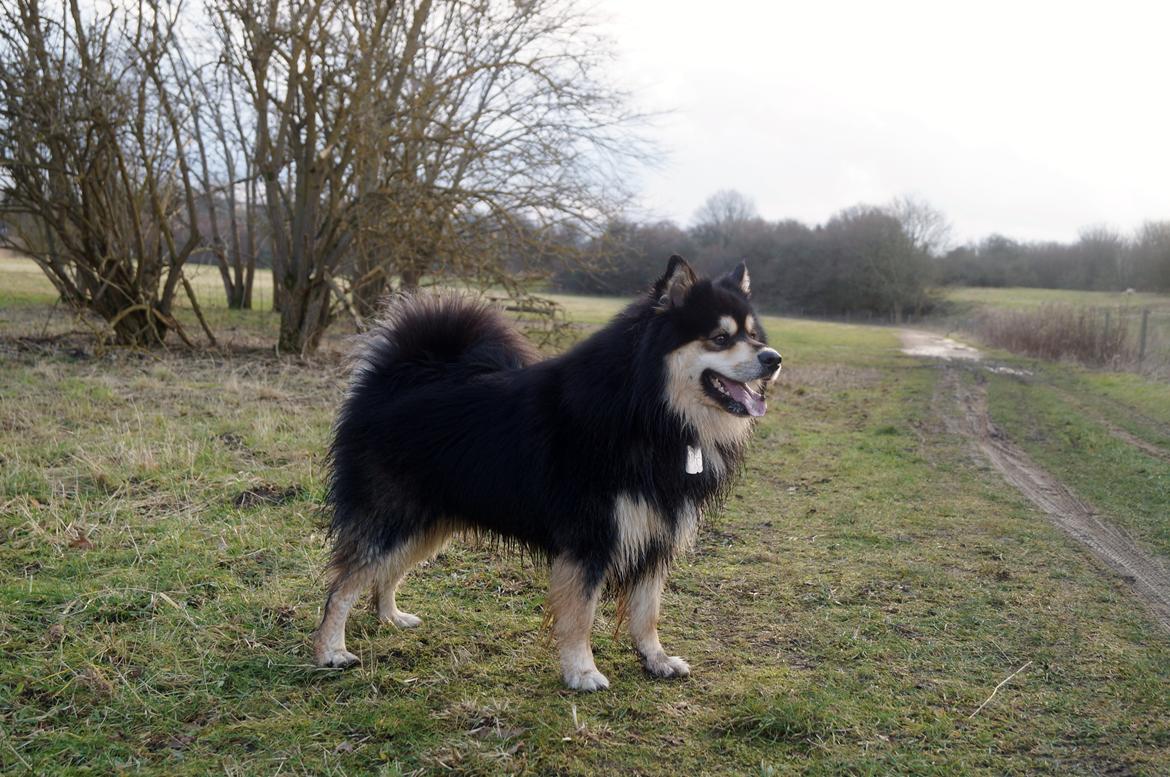 Finsk lapphund Happy Lapp Cosmo - Kenzo billede 3