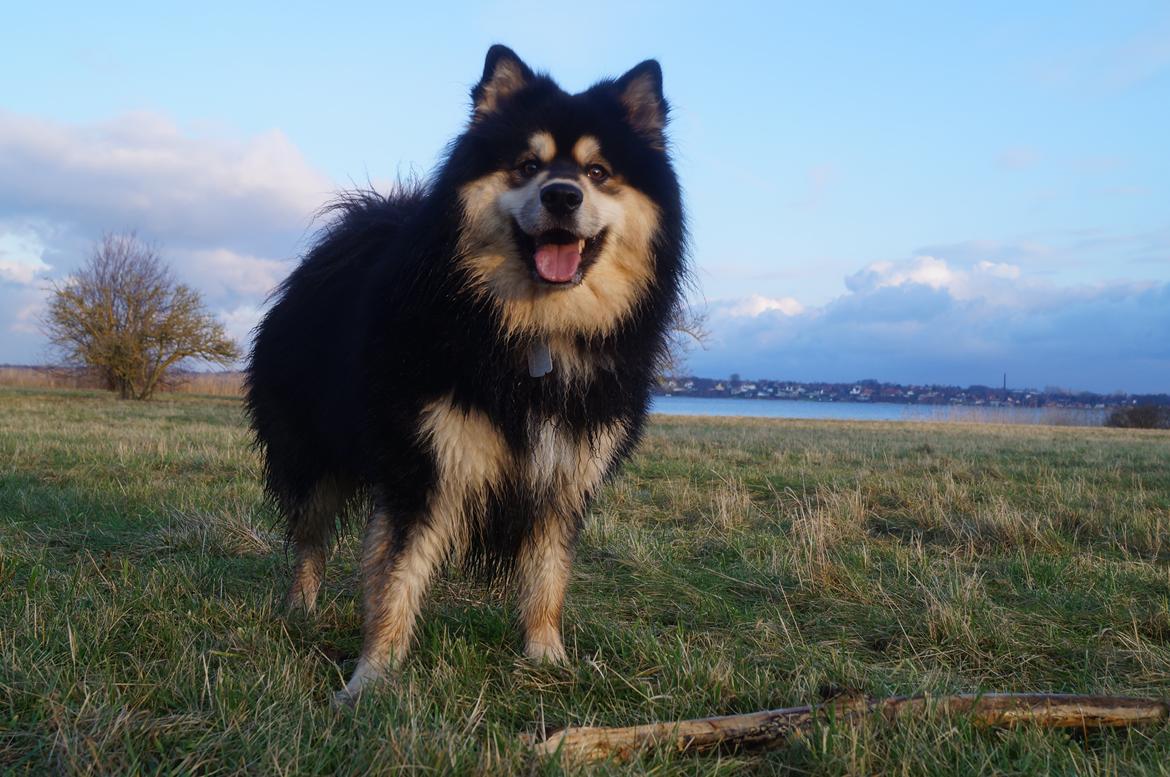 Finsk lapphund Happy Lapp Cosmo - Kenzo billede 2