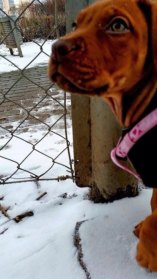 Blanding af racer Jamil billede 8