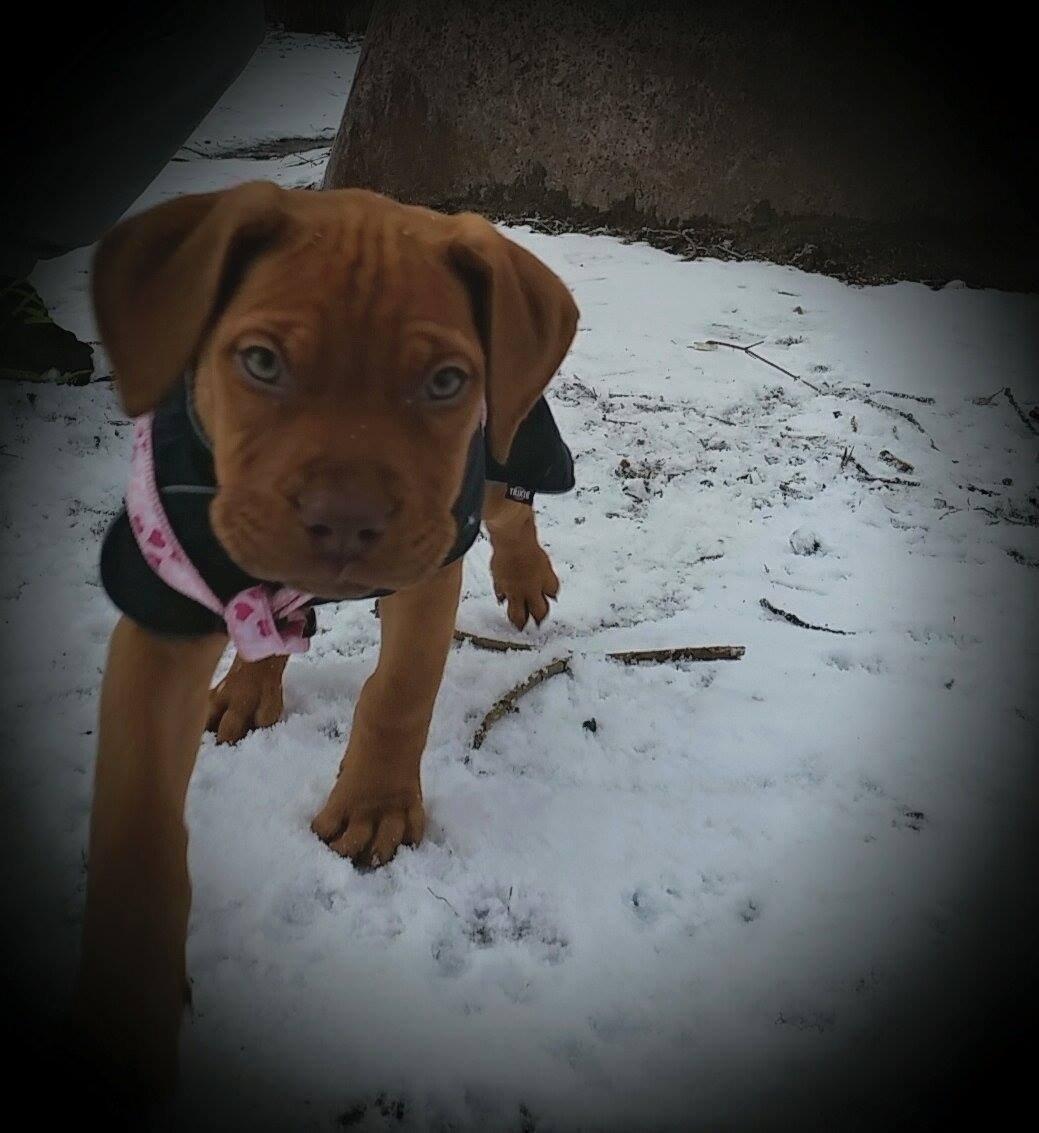 Blanding af racer Jamil billede 7