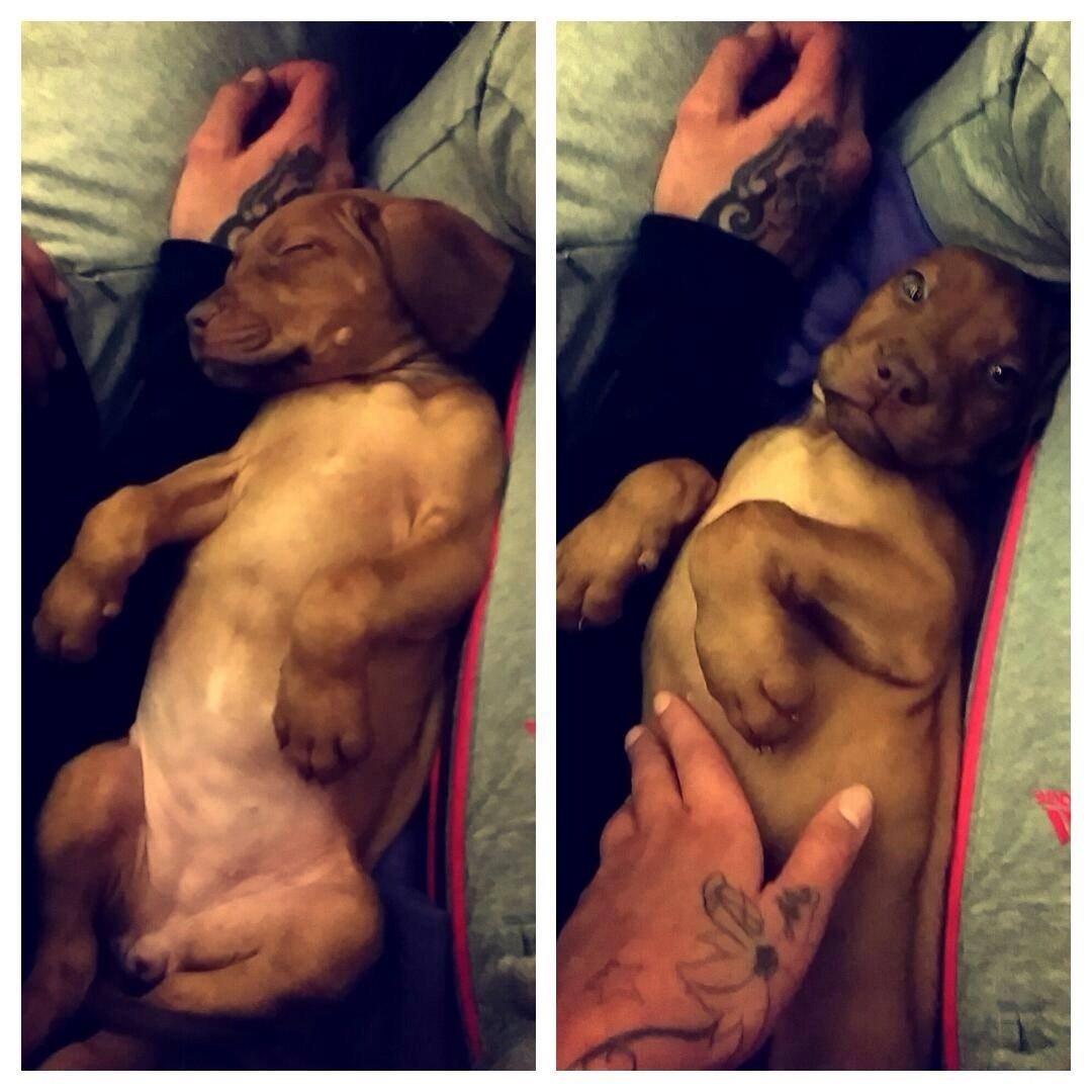 Blanding af racer Jamil billede 10