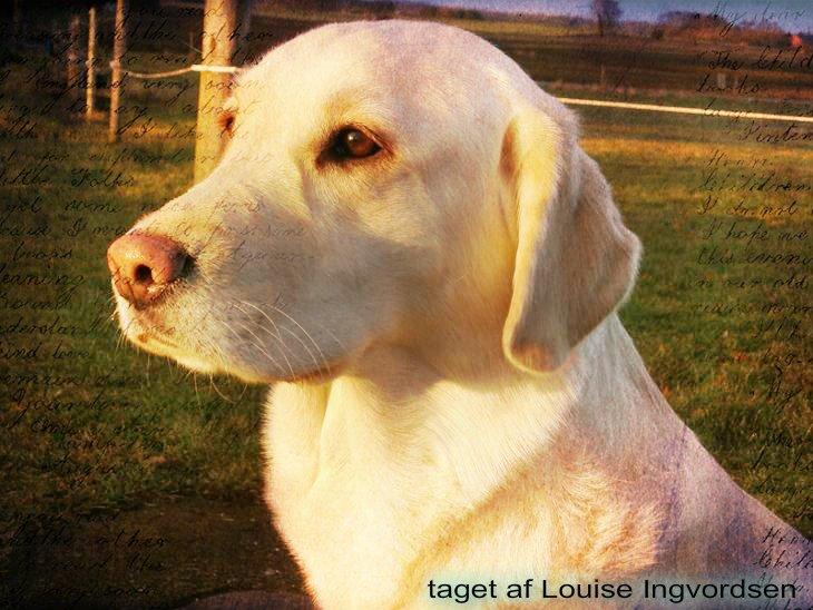 Blanding af racer †Puk† billede 12