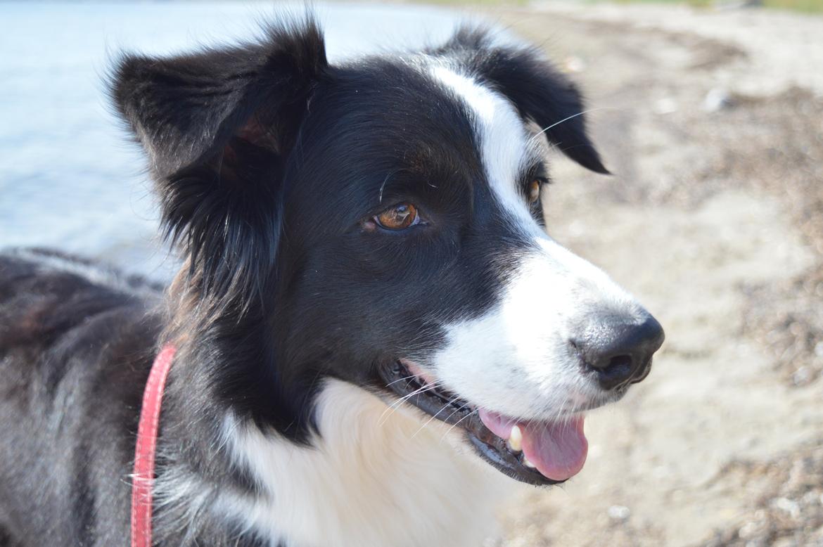 Border collie Smilla billede 4