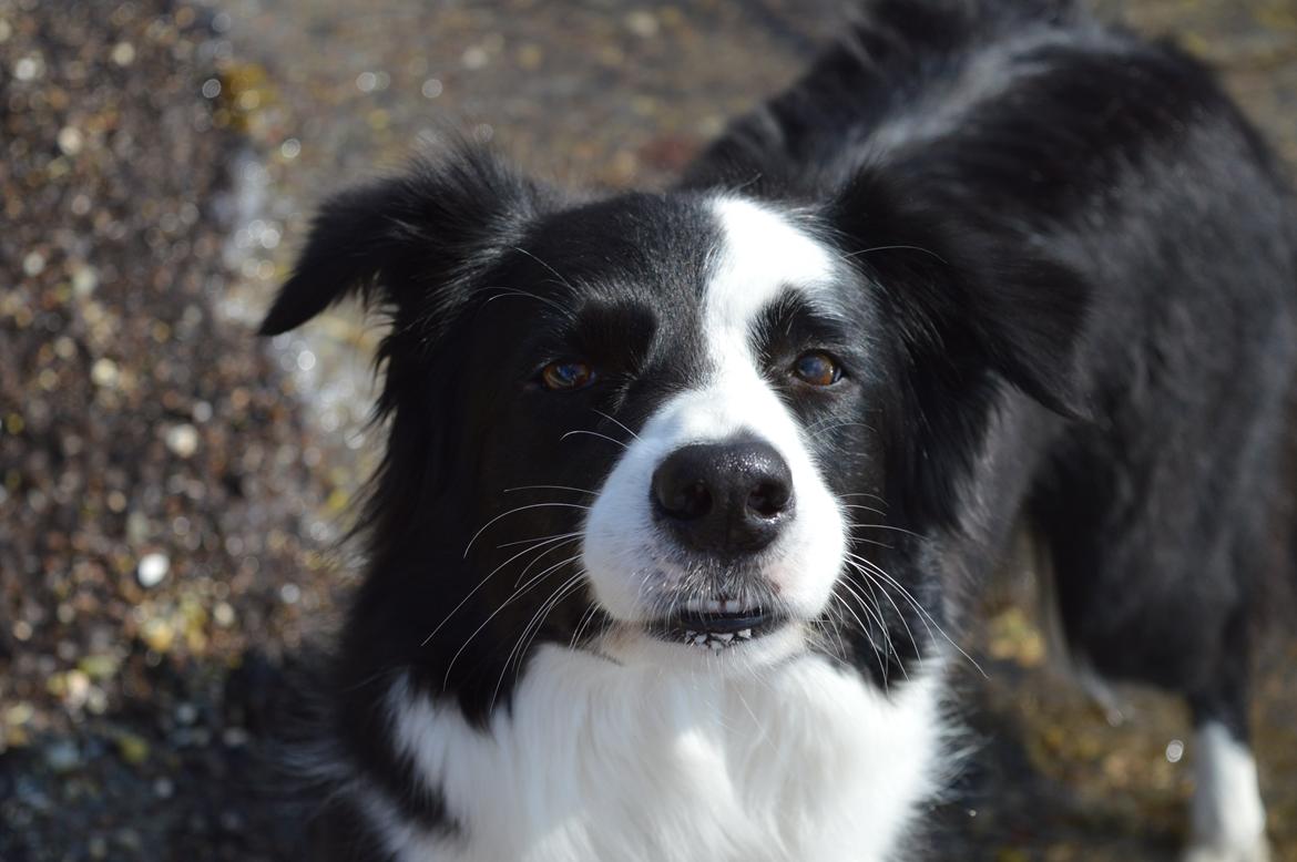Border collie Smilla billede 5