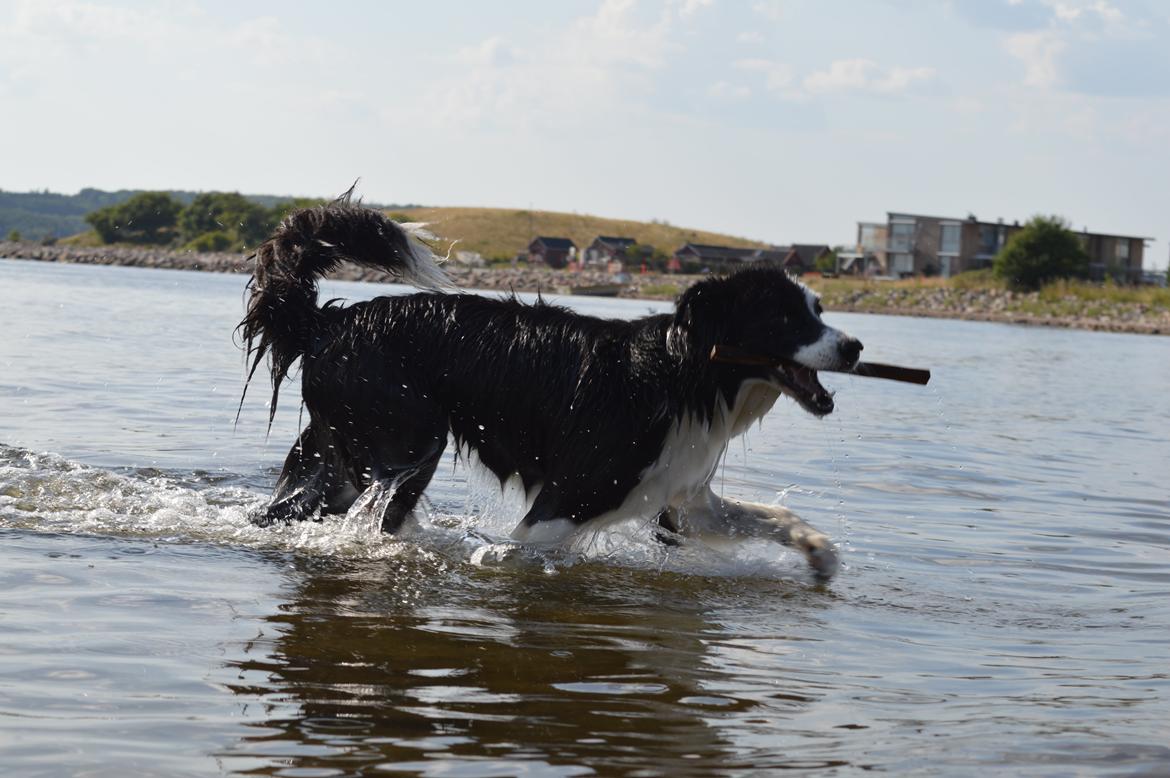 Border collie Smilla billede 3