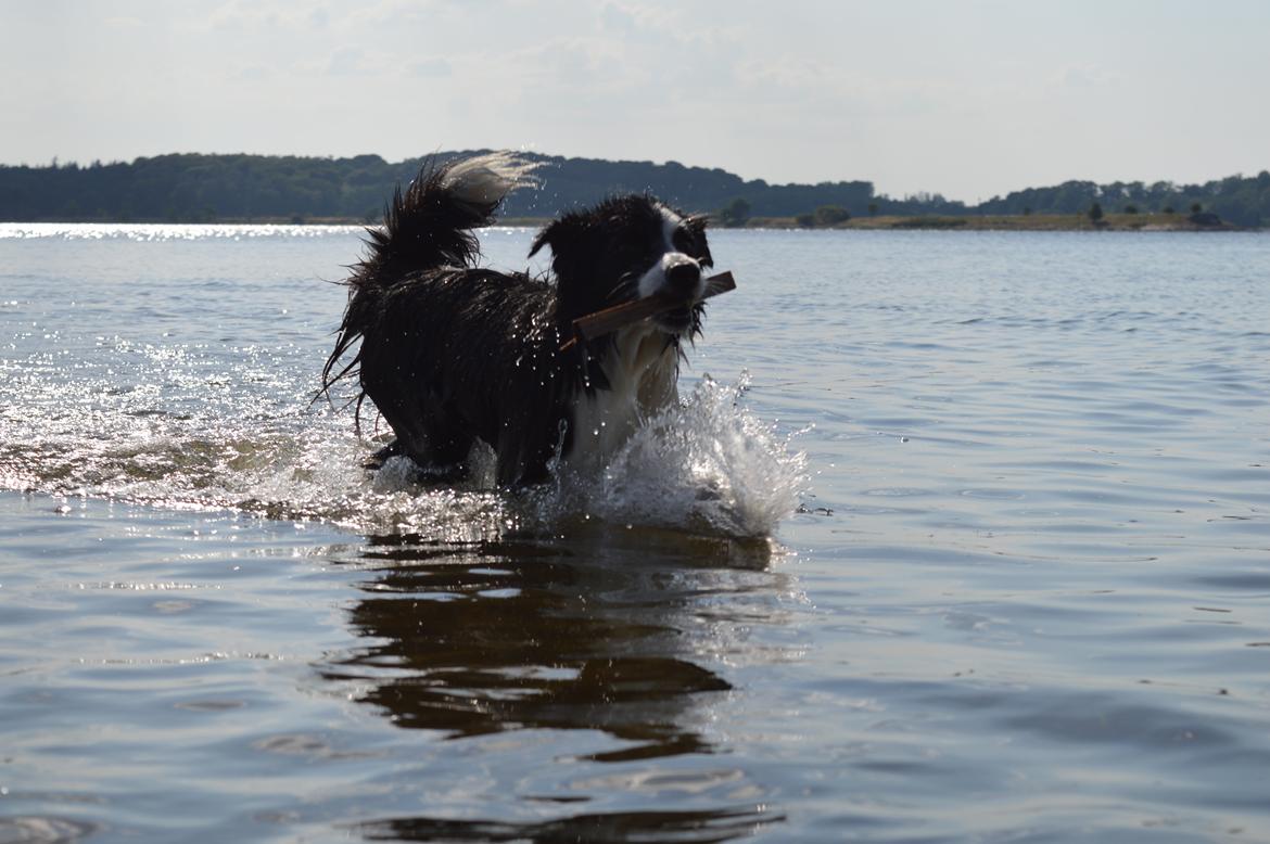 Border collie Smilla billede 2