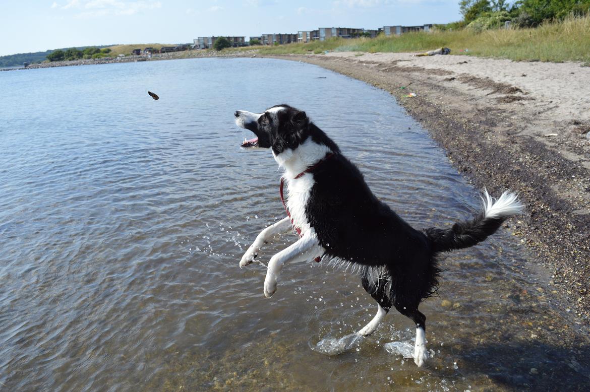 Border collie Smilla billede 7