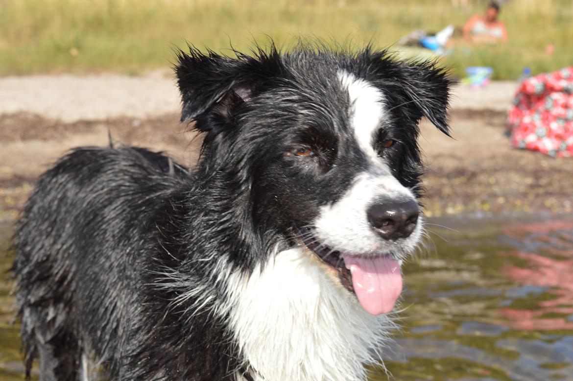 Border collie Smilla billede 6