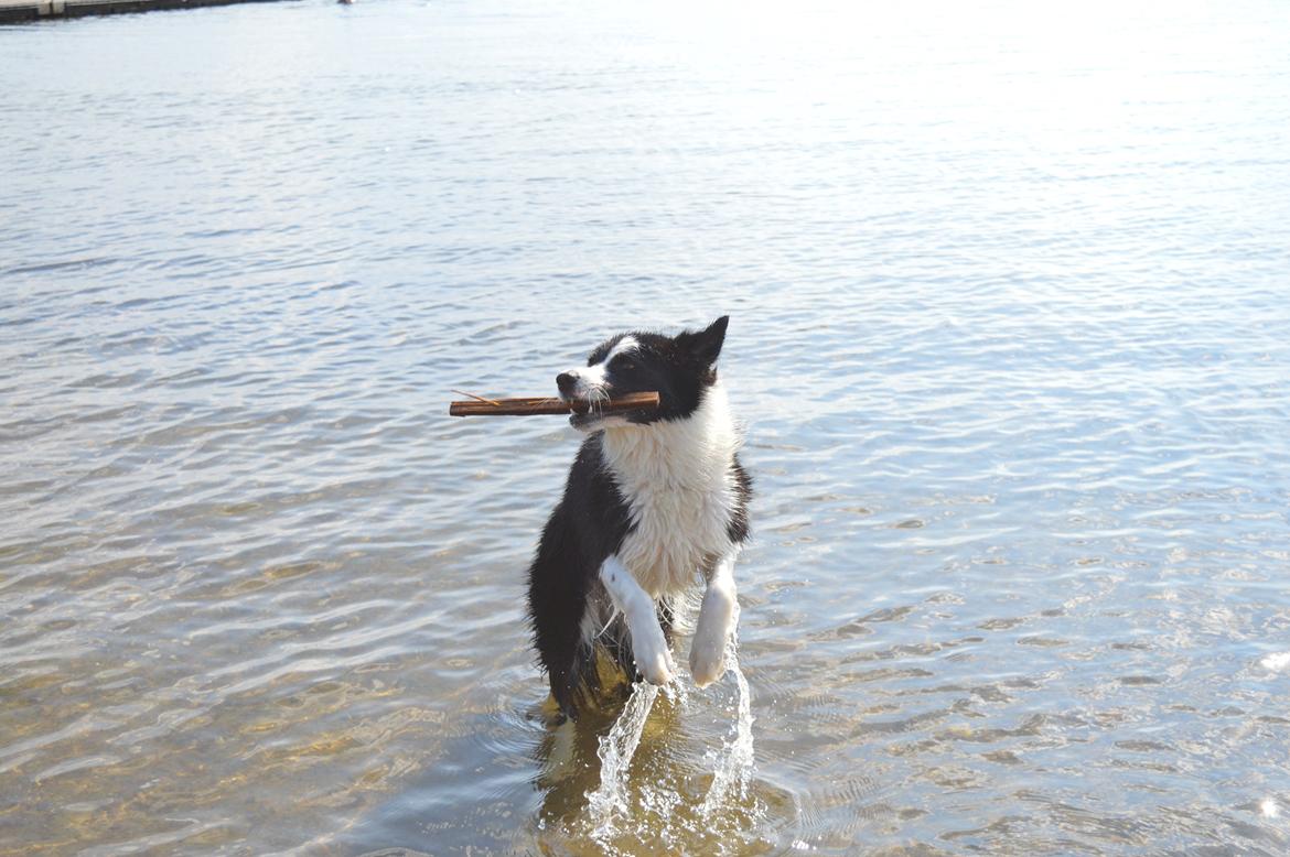 Border collie Smilla billede 8