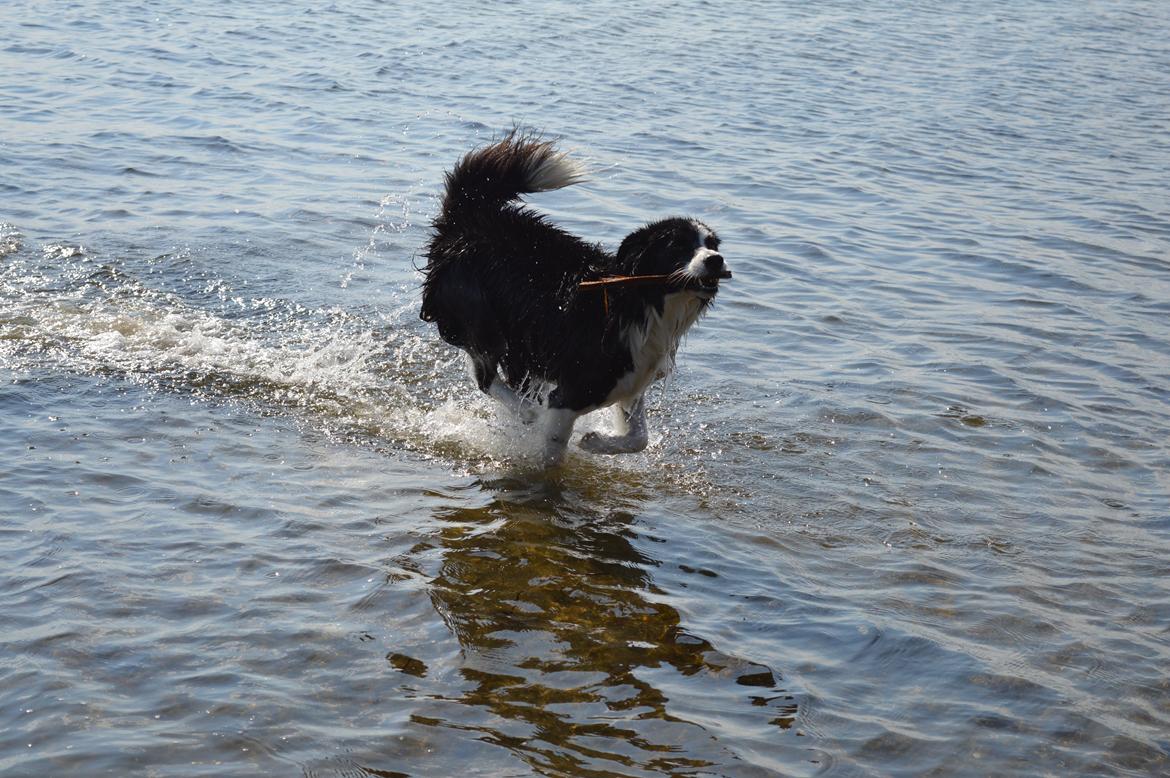 Border collie Smilla billede 9