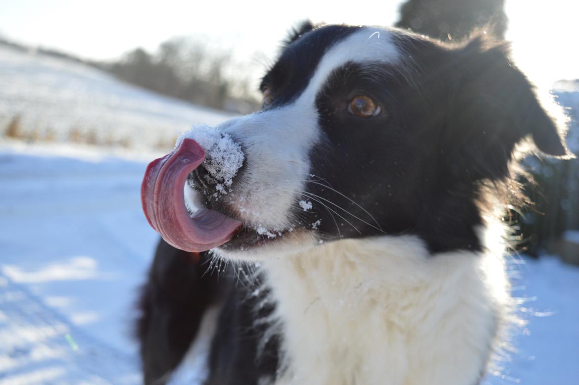 Border collie Smilla - dette billede hun vandt foto konkurrrencen med :) billede 1