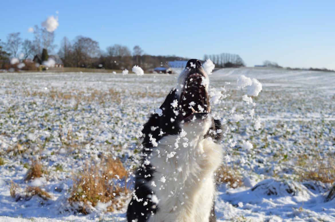 Border collie Smilla billede 10