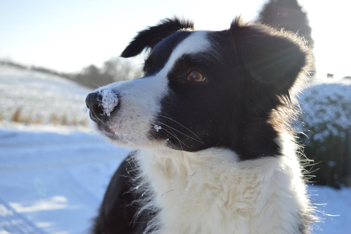 Border collie Smilla billede 11