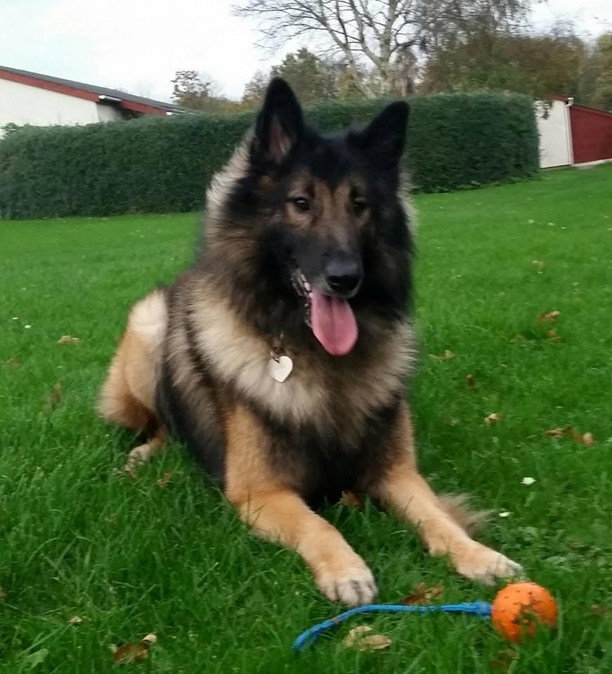 Tervueren Aabos Daniel, Monty billede 14