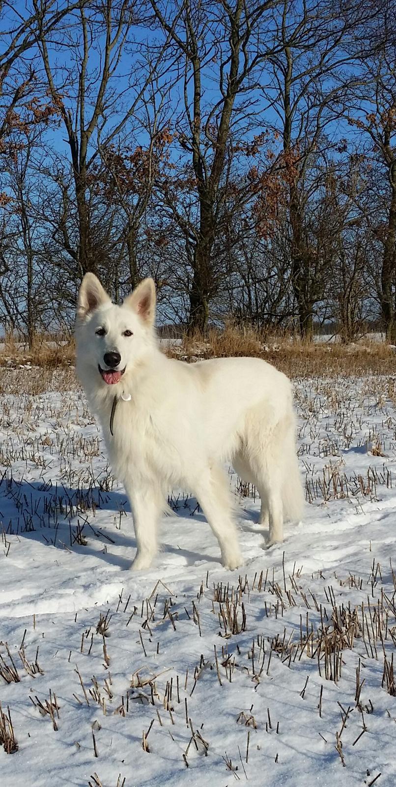 Hvid Schweizisk Hyrdehund MTM Qing Quicksilver - helt nyt billede fra 3/2-2015 billede 1