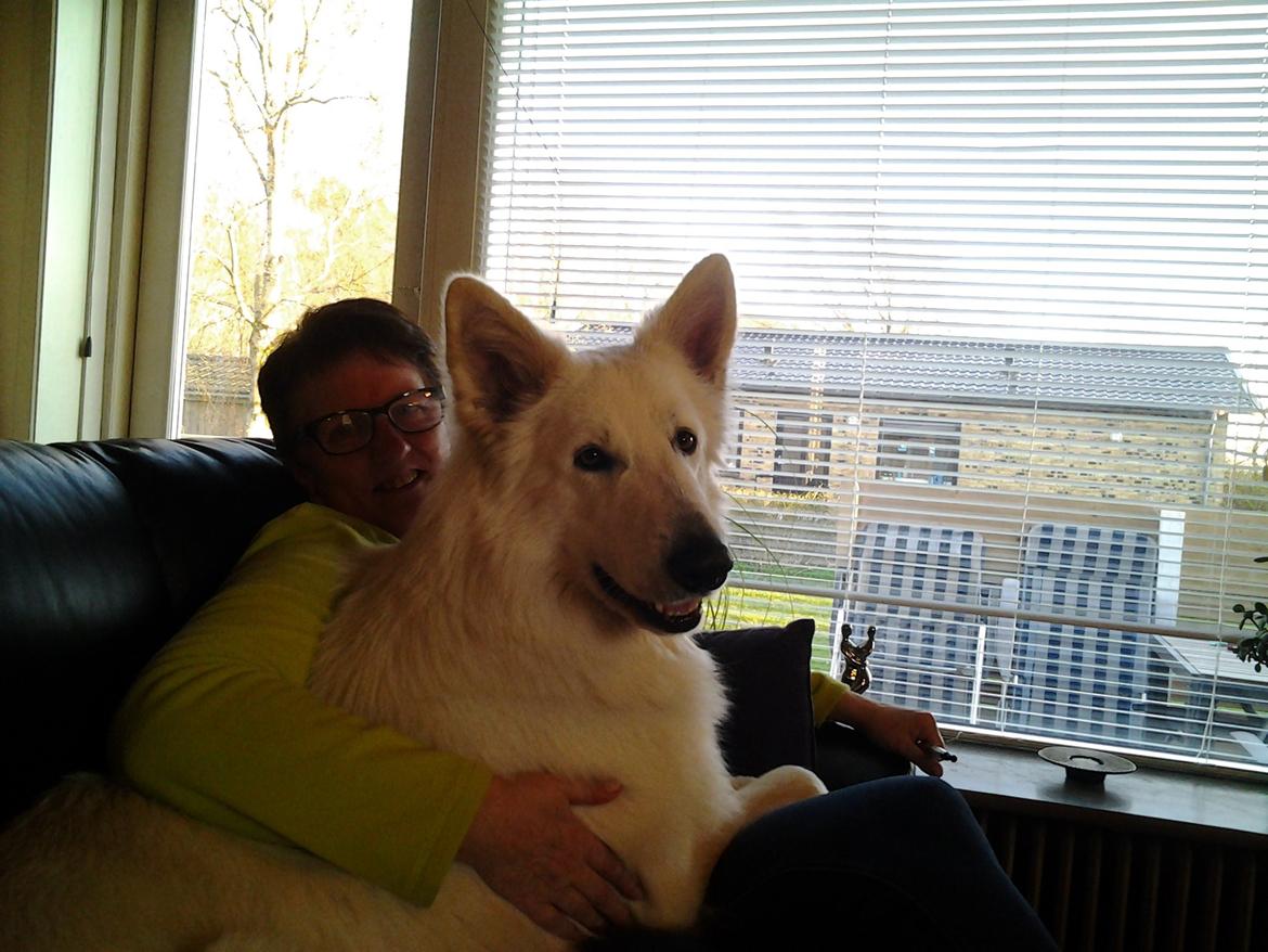 Hvid Schweizisk Hyrdehund MTM Qing Quicksilver billede 43