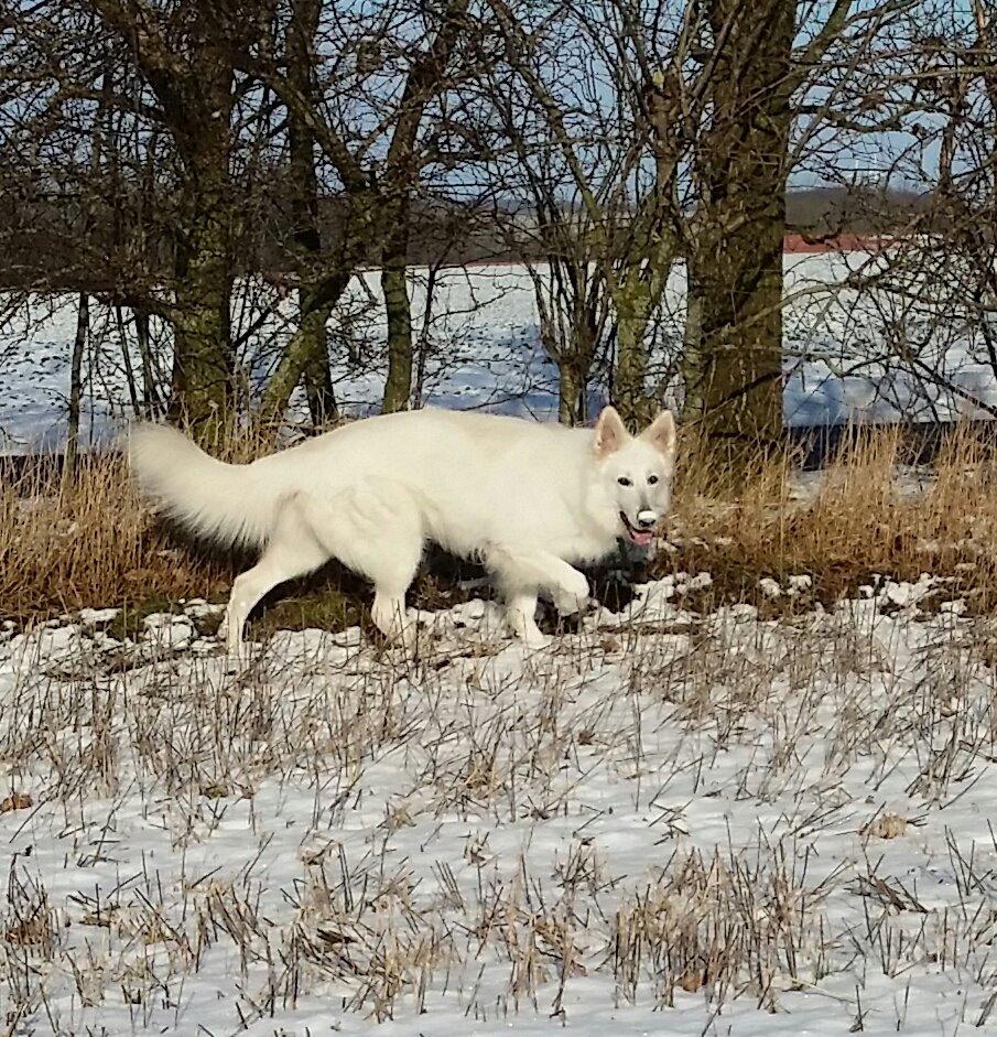 Hvid Schweizisk Hyrdehund MTM Qing Quicksilver - luskebuks med sne på næsen billede 2