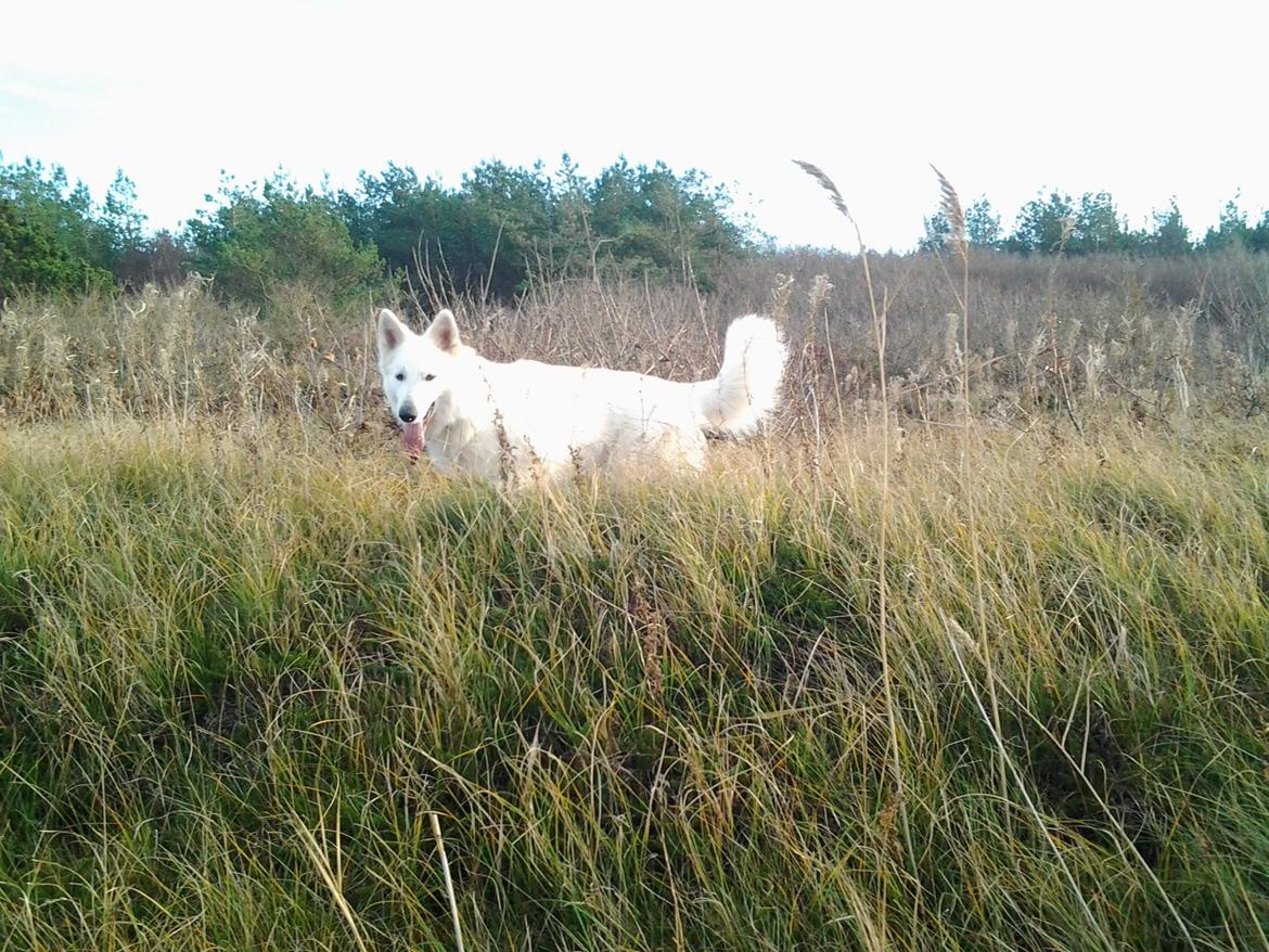 Hvid Schweizisk Hyrdehund MTM Qing Quicksilver billede 44