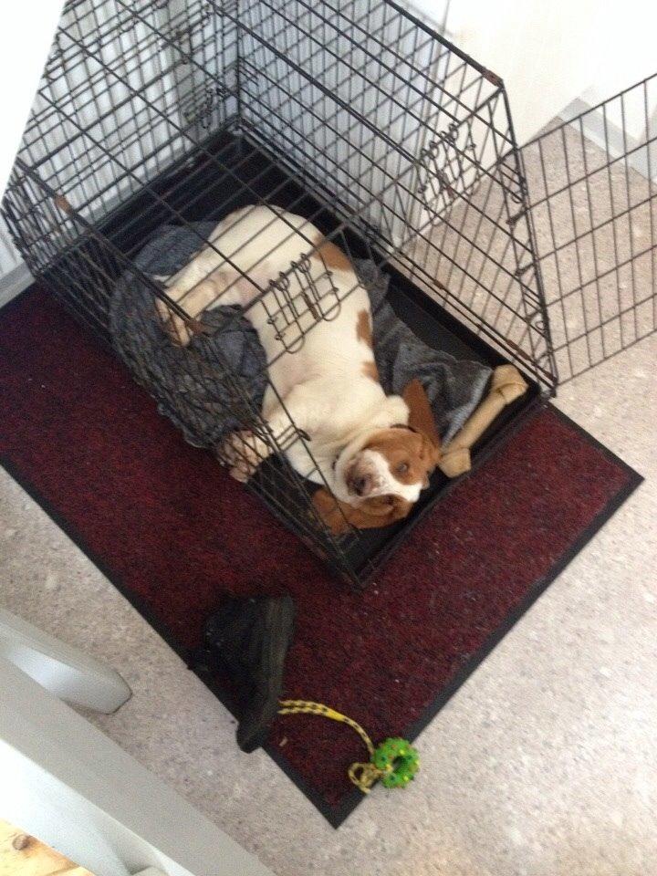 Basset hound Bassbarr Holy Moses/Buller billede 14