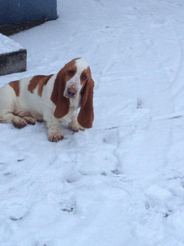 Basset hound Bassbarr Holy Moses/Buller billede 13