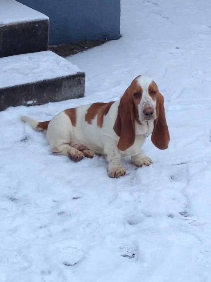 Basset hound Bassbarr Holy Moses/Buller billede 15