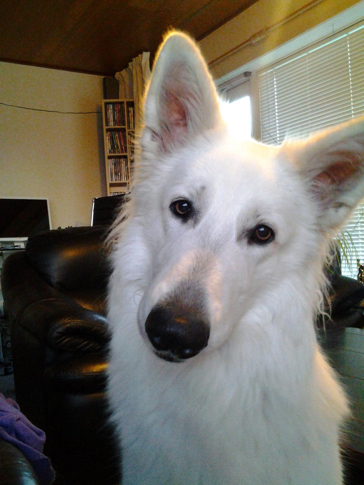 Hvid Schweizisk Hyrdehund MTM Qing Quicksilver billede 45