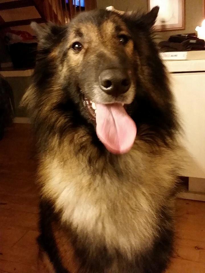 Tervueren Aabos Daniel, Monty billede 1