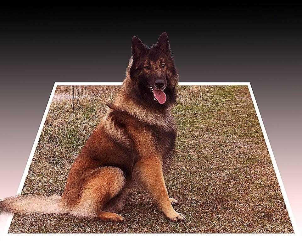 Tervueren Aabos Daniel, Monty billede 15