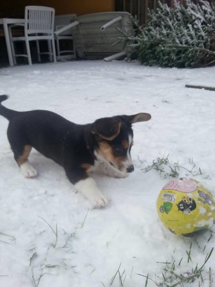 Welsh corgi cardigan Esther - En bold....det er da det fedeste. billede 13