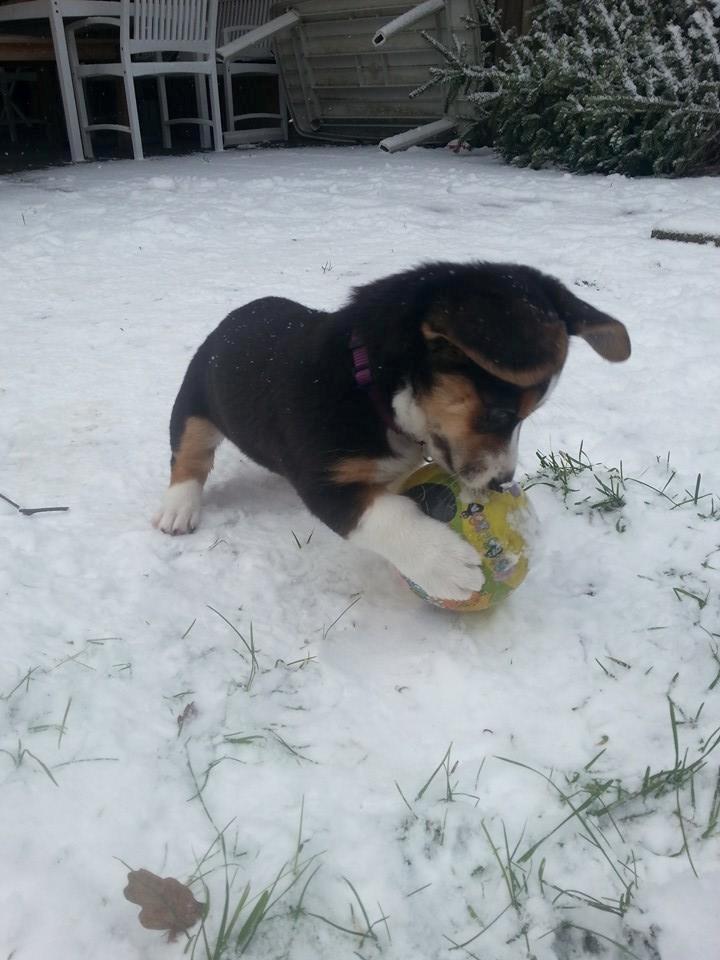 Welsh corgi cardigan Esther - Den blev bare mulet. billede 14