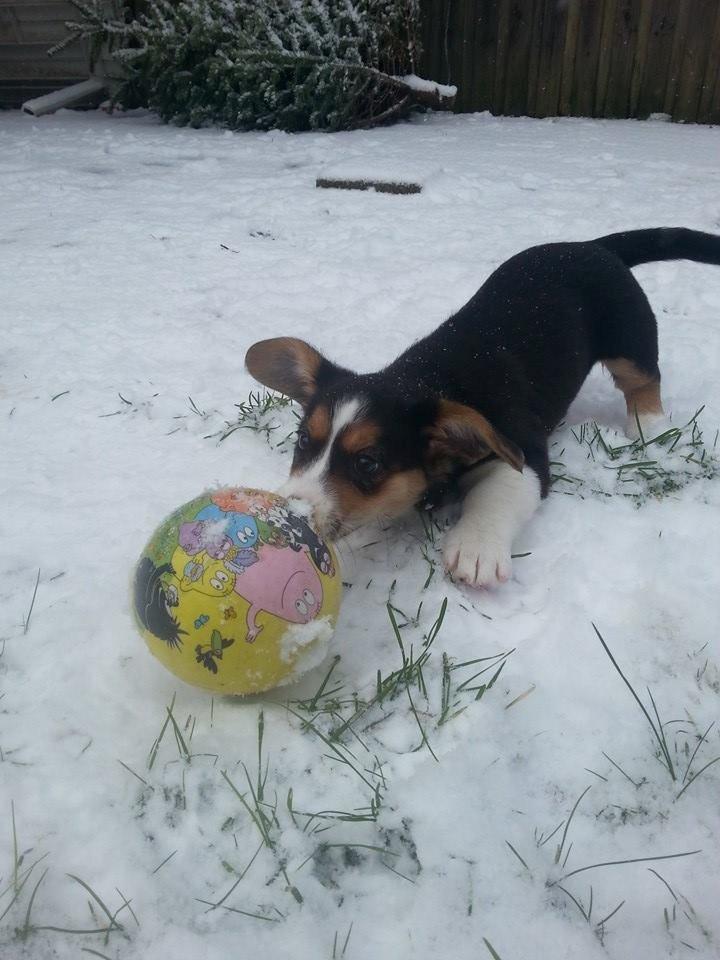 Welsh corgi cardigan Esther billede 15