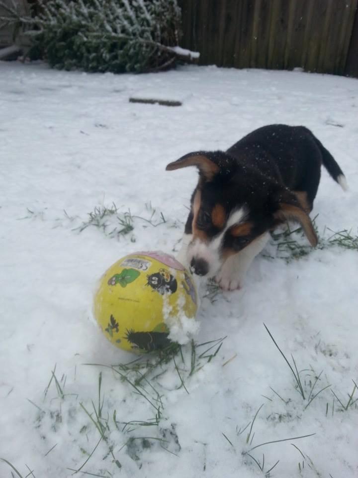 Welsh corgi cardigan Esther billede 16